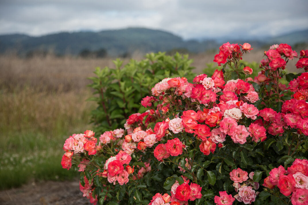Easy Elegance® Coral Cove Bare Root Rose Bush