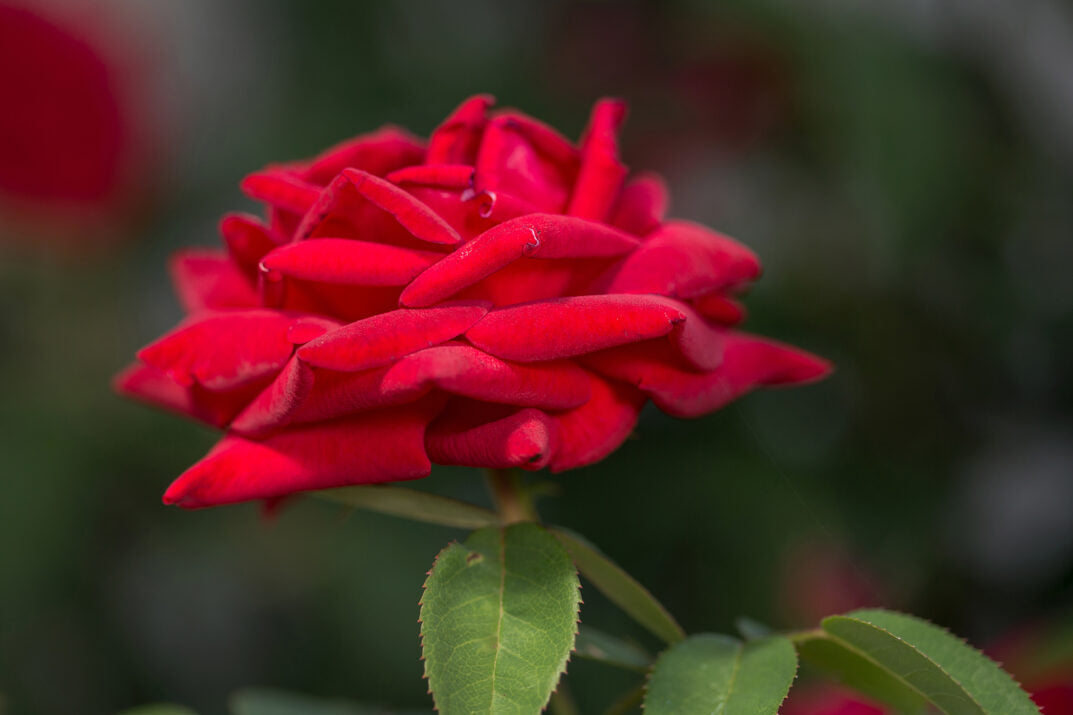 Easy Elegance® Kashmir Bare Root Rose Bush