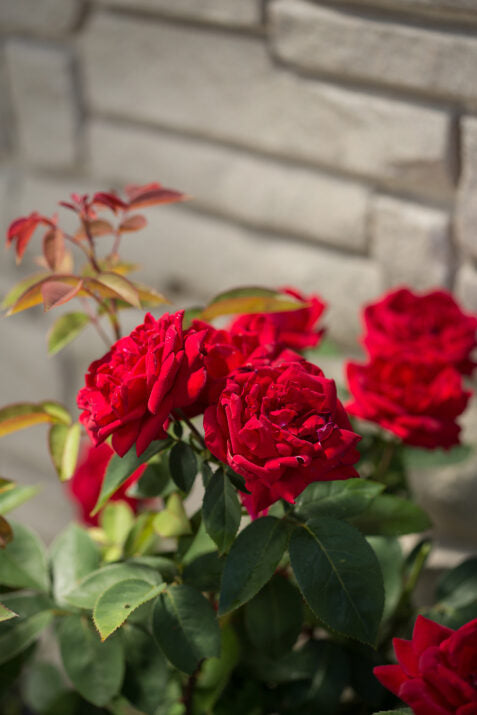 Easy Elegance® Kashmir Bare Root Rose Bush