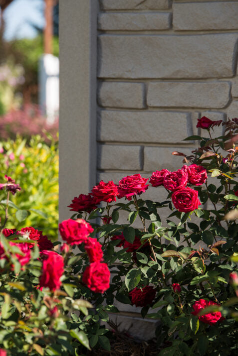 Easy Elegance® Kashmir Bare Root Rose Bush