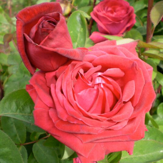 Easy Elegance® Kashmir Bare Root Rose Bush