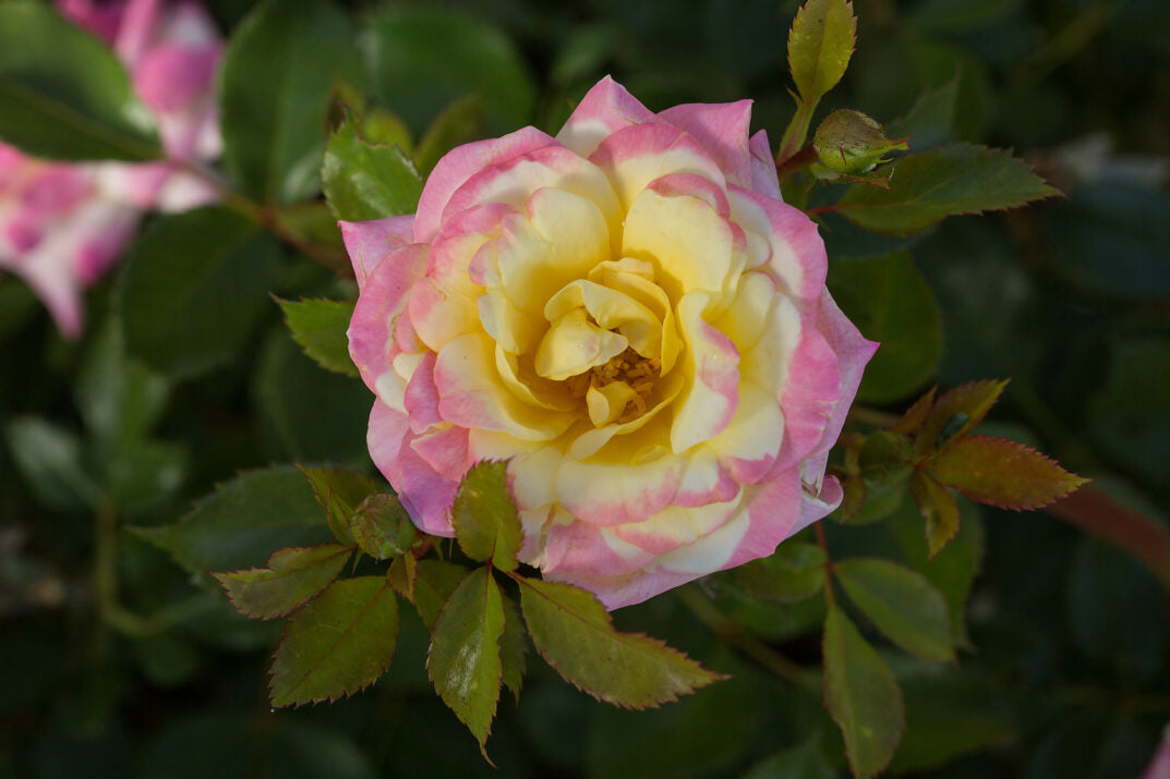 Easy Elegance® Music Box Bare Root Rose Bush