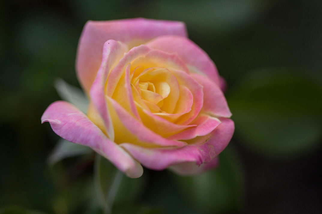 Easy Elegance® Music Box Bare Root Rose Bush