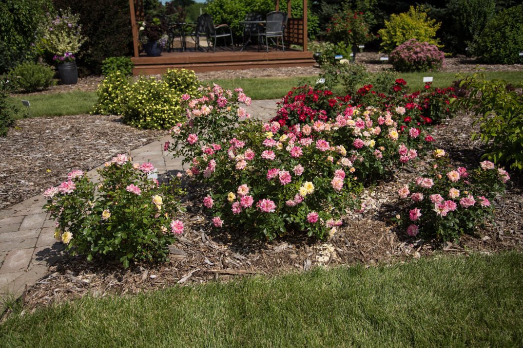 Easy Elegance® Music Box Bare Root Rose Bush