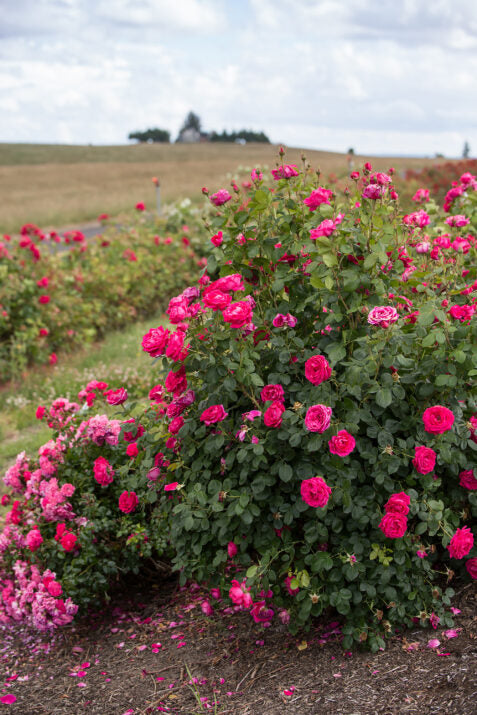 Easy Elegance® My Girl Bare Root Rose Bush