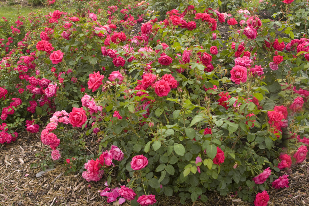 Easy Elegance® My Girl Bare Root Rose Bush