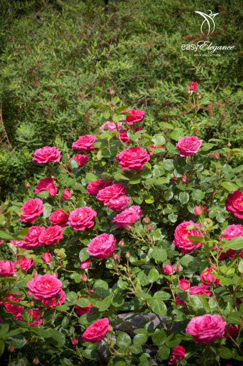 Easy Elegance® My Girl Bare Root Rose Bush
