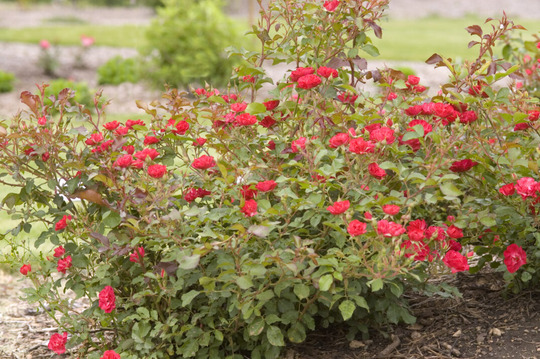 Easy Elegance® Mystic Fairy® Bare Root Rose Bush