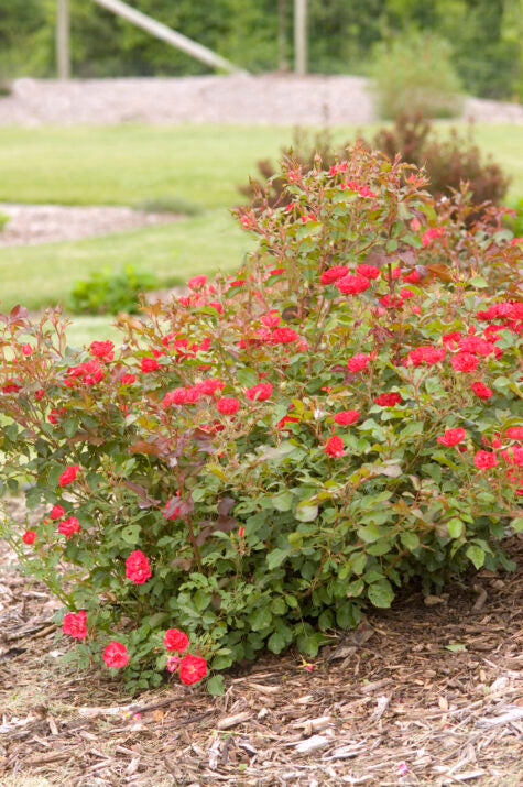 Easy Elegance® Mystic Fairy® Bare Root Rose Bush