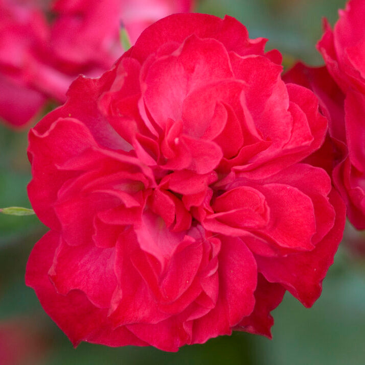 Easy Elegance® Mystic Fairy® Bare Root Rose Bush