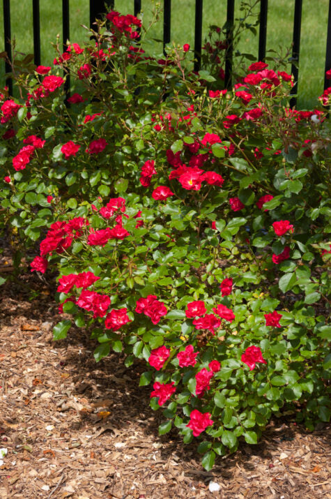 Easy Elegance® Mystic Fairy® Bare Root Rose Bush