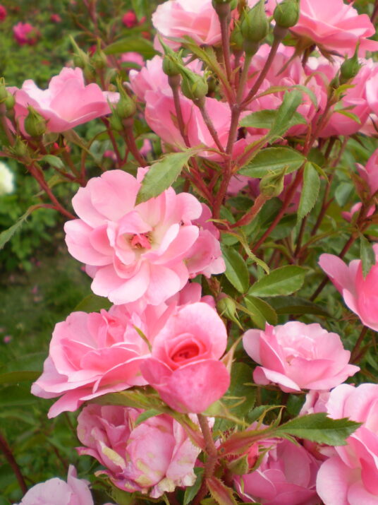 Easy Elegance® Pinktopia Bare Root Rose Bush