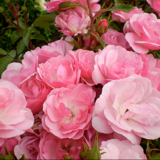 Easy Elegance® Pinktopia Bare Root Rose Bush