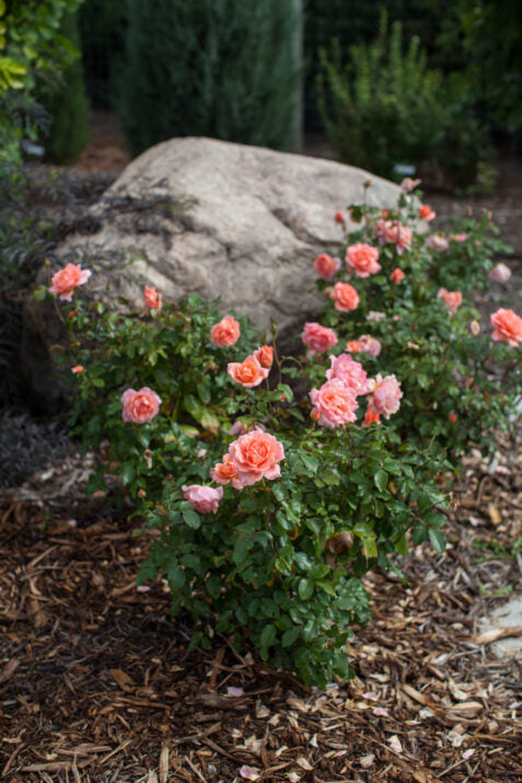 Easy Elegance® Sweet Fragrance Bare Root Rose Bush