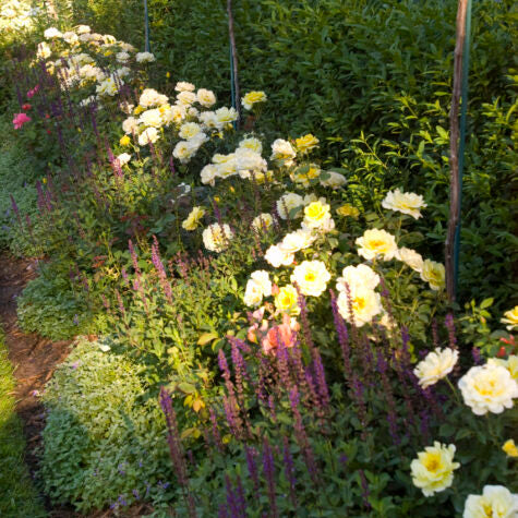 Easy Elegance® Yellow Submarine Bare Root Rose Bush