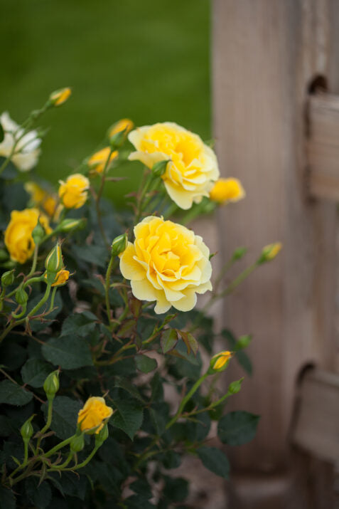 Easy Elegance® Yellow Submarine Bare Root Rose Bush