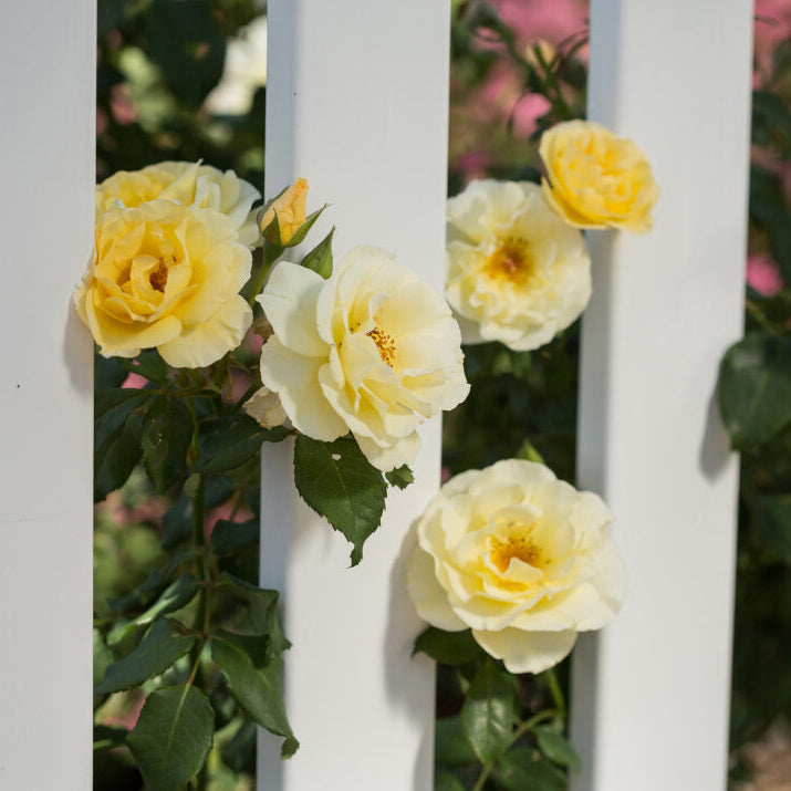 Easy Elegance® Yellow Submarine Bare Root Rose Bush