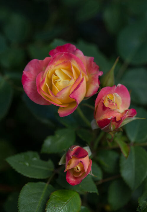 First Editions® Campfire Bare Root Rose Bush