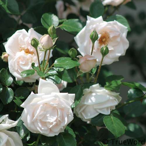 Grace Rose Farm New Dawn Climbing Rose - Thumbnail 4