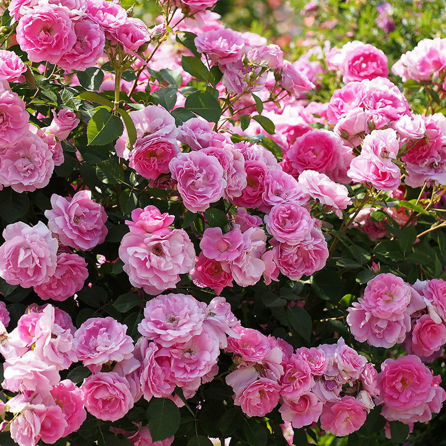Morden Centennial Bare Root Rose Bush