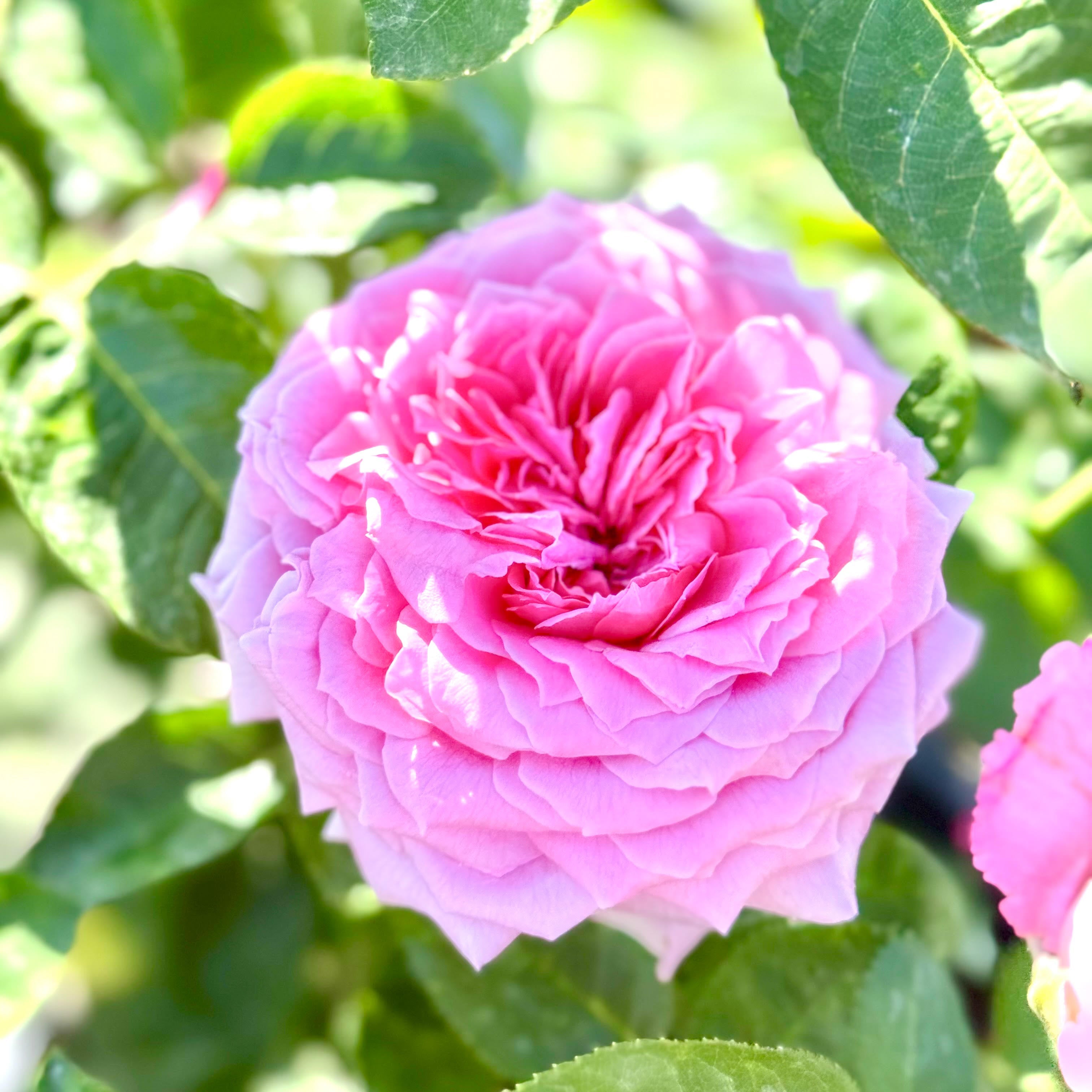 Heloise Grace Rose | California Grown Rose Bush | Grace Rose Farm