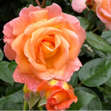 Rosemary Harkness Bare Root Rose Bush