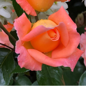 Rosemary Harkness Bare Root Rose Bush