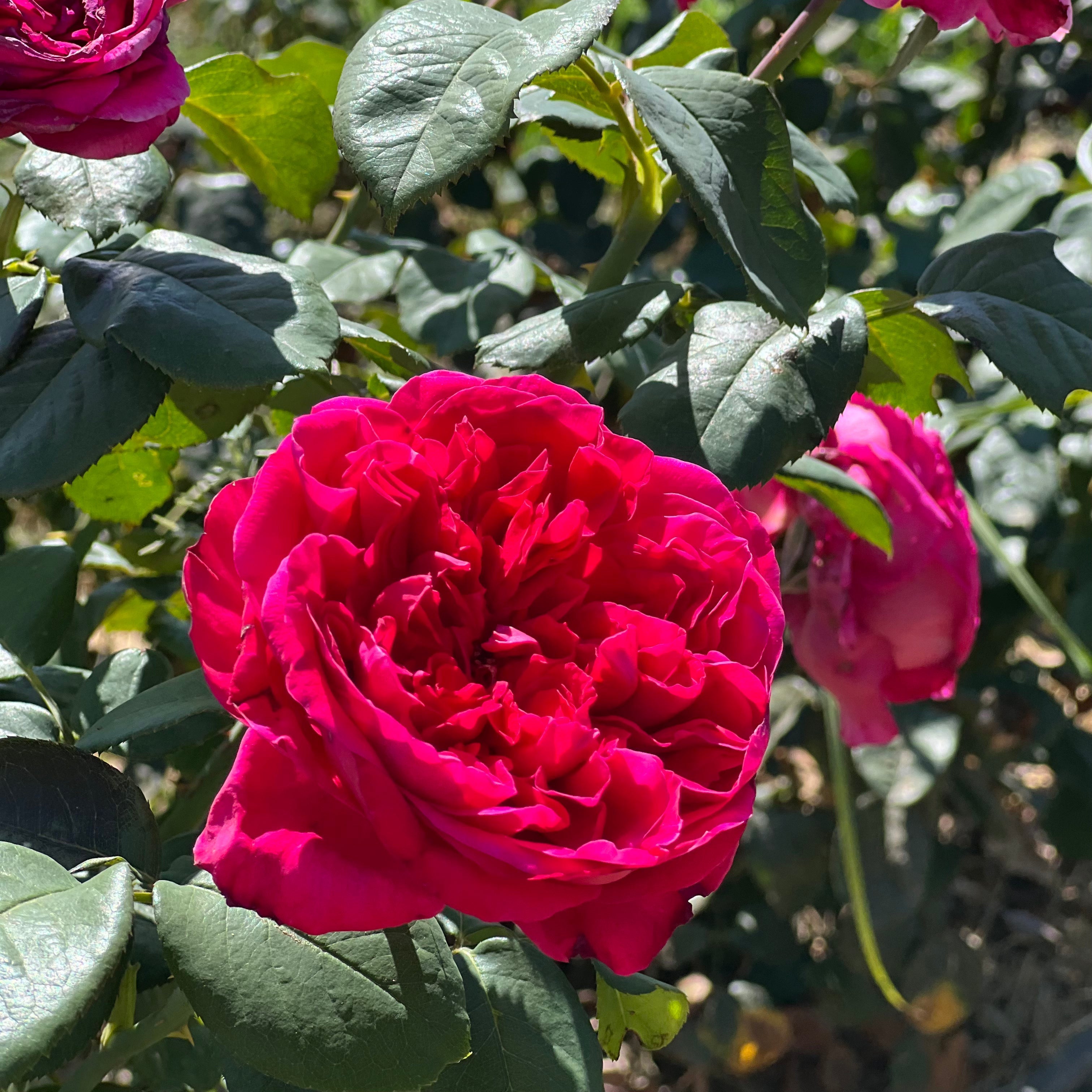 Rouge Royale Potted Rose Bush | Red Hybrid Tea Rose | Grace Rose Farm