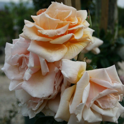 Royal Sunset Climbing Rose | Apricot Climbing Rose | Grace Rose Farm