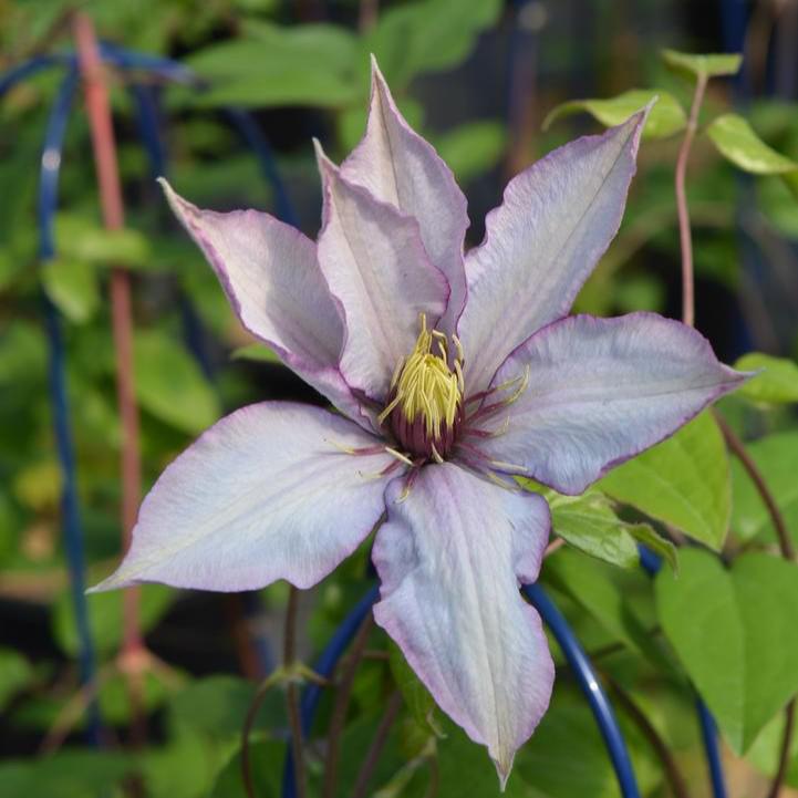 Grace Rose Farm Clematis Samaritan Jo