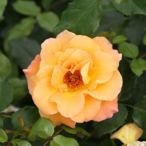 Oso Easy® Suñorita® Potted Rose Bush