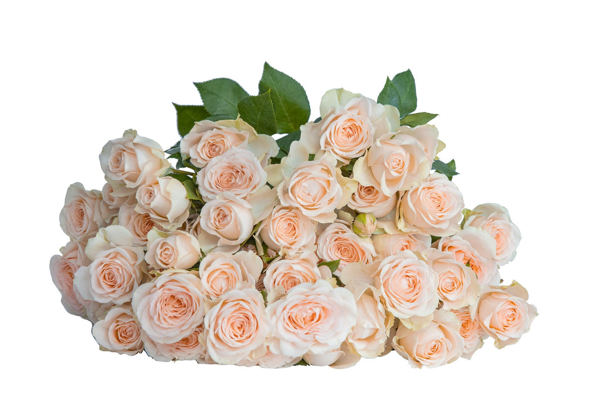 Sancerre Rose Bush
