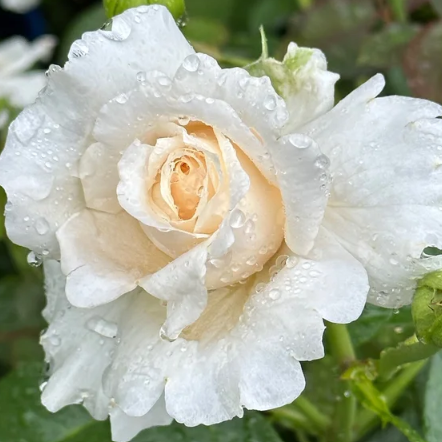 Soft & Sweet Bare Root Rose Bush
