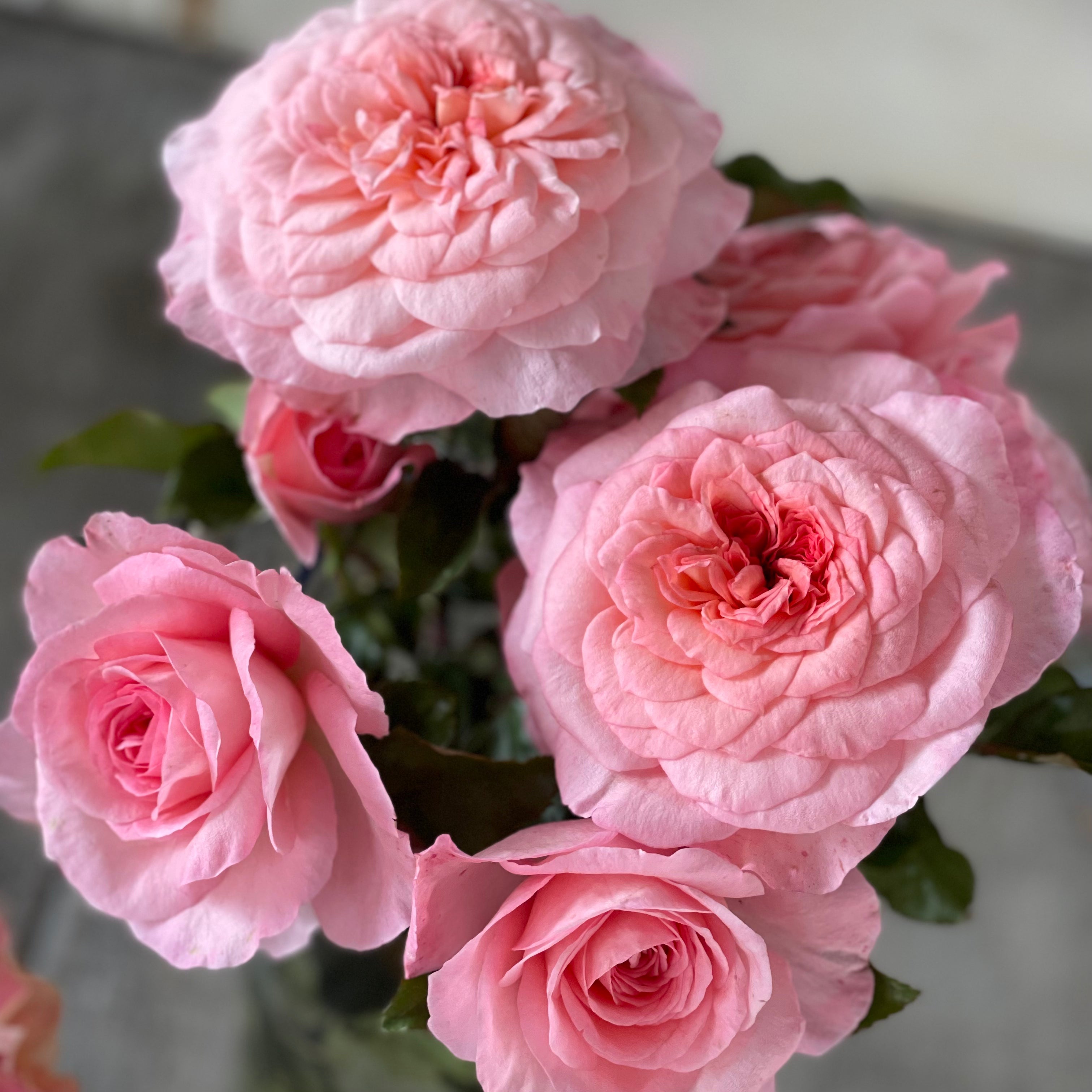 Grace Rose Farm Sunbelt Savannah Rose Bush - Thumbnail 2
