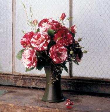 Scentimental Bare Root Rose Bush