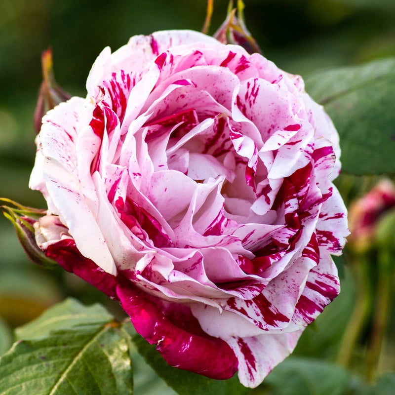 Scentimental™ Potted Tree Rose