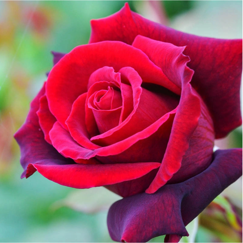 Lasting Love™ Bare Root Rose Bush