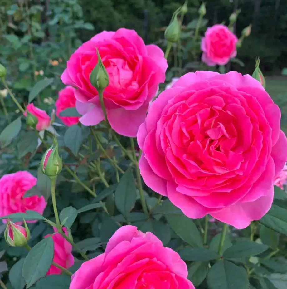 Miss Manners™ Potted Rose Bush