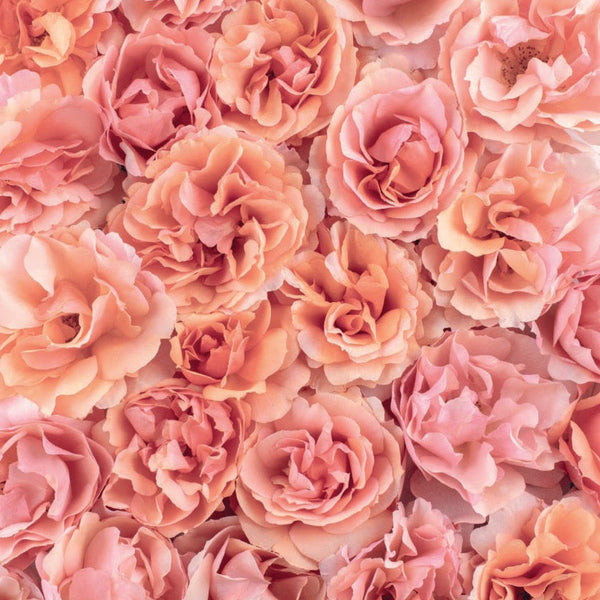 Sunbelt® Soul Sister™ Potted Rose Bush