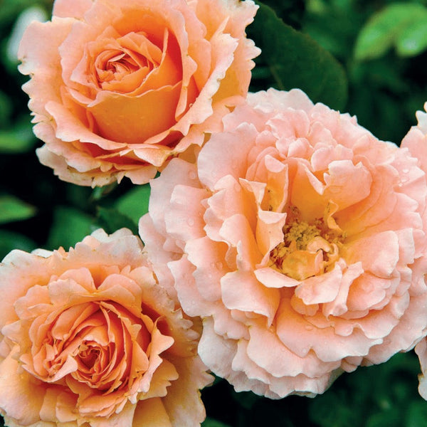 Polka™   Bare Root Climbing Rose