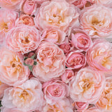 Moonlight in Paris™ Bare Root Rose Bush