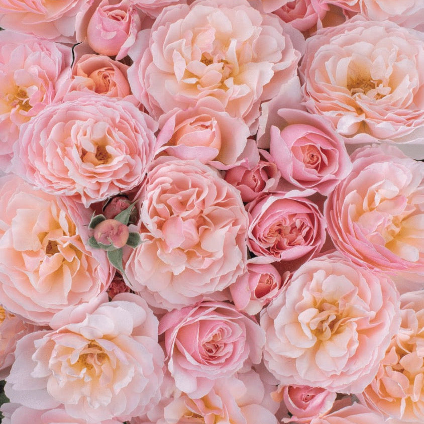 Grace Rose Farm Moonlight in Paris Rose Bush - Thumbnail 2