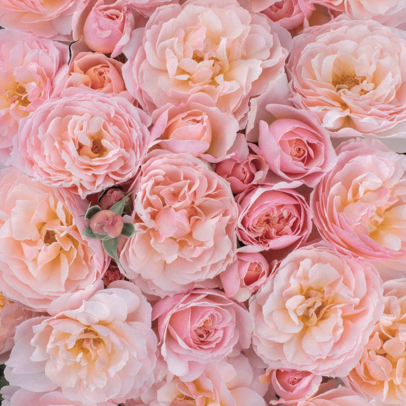 Moonlight in Paris™ Bare Root Rose Bush