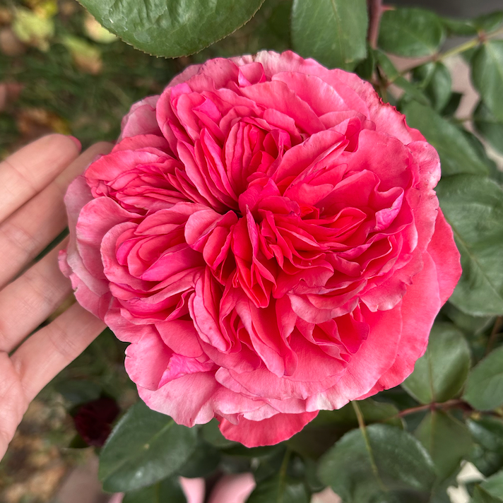 Loves Me, Loves Me Not™ Potted Rose Bush