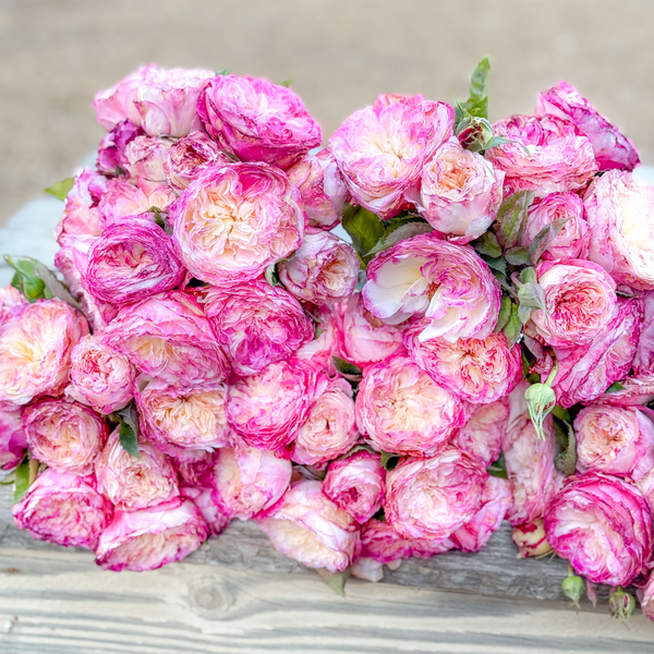 Living the Dream™ Bare Root Rose Bush