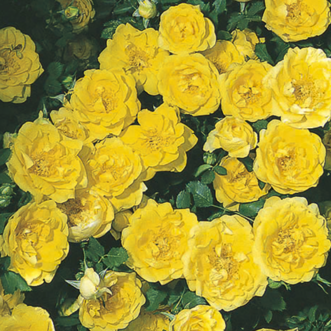 Persian Yellow Potted Rose Bush