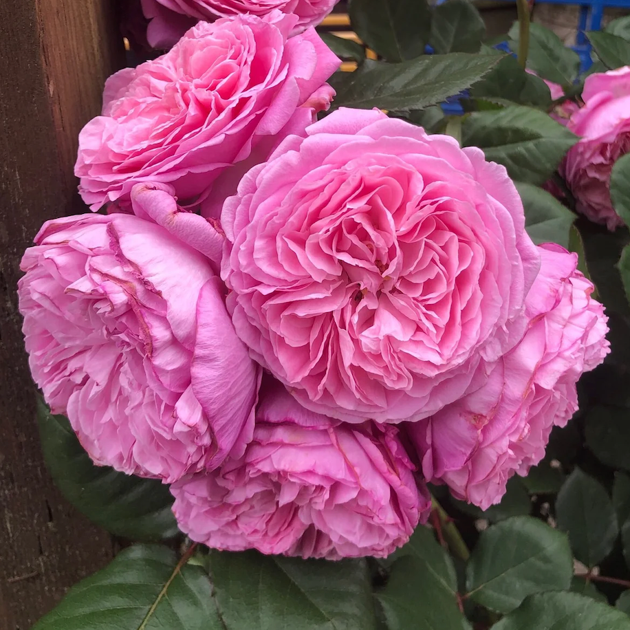 Parfuma® Summer Romance™ Bare Root Rose Bush