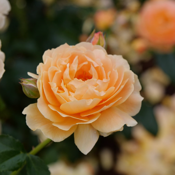 At Last Potted Rose Bush | Fragrant Apricot Shrub Rose | Grace