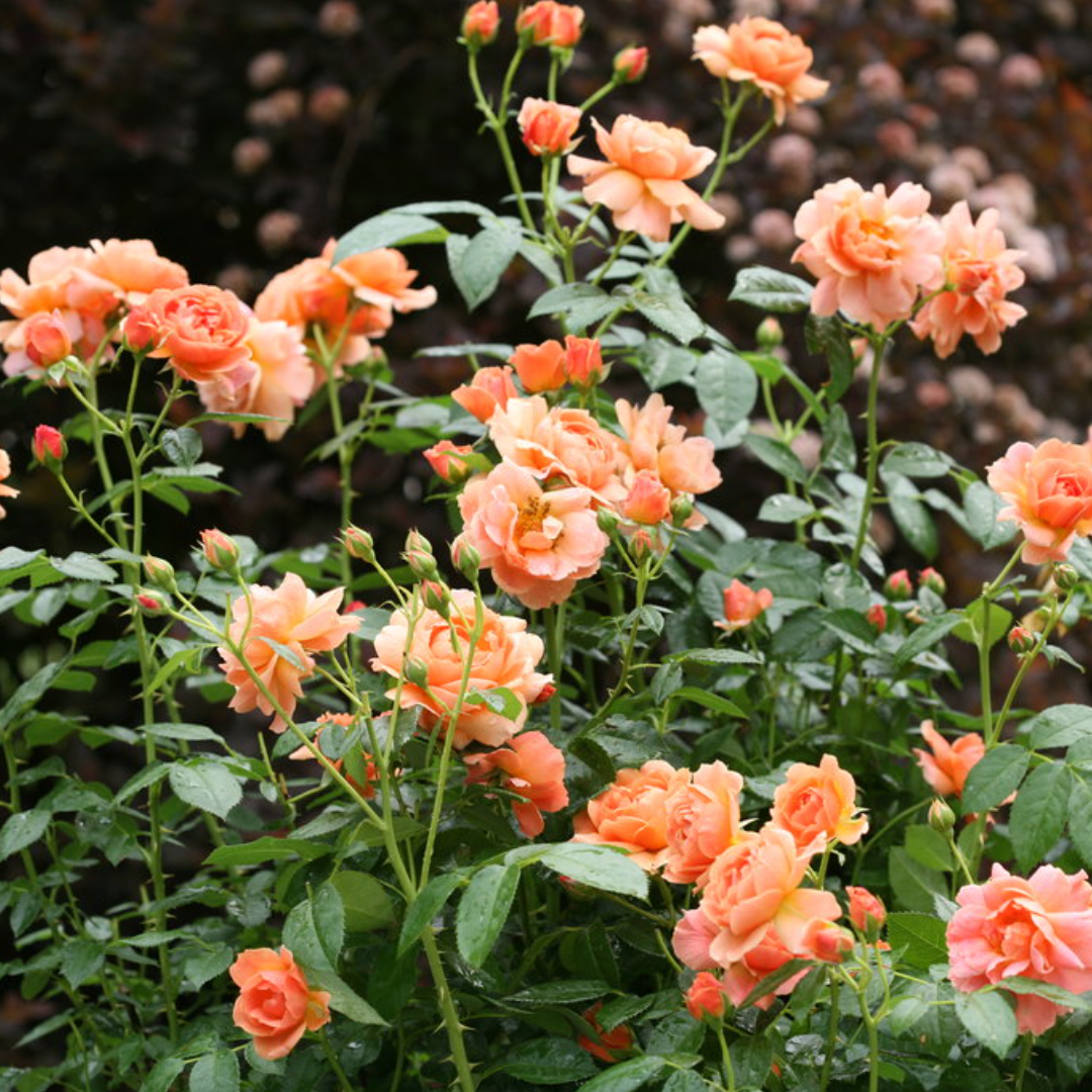 Proven Winners® At Last® Potted Rose Bush
