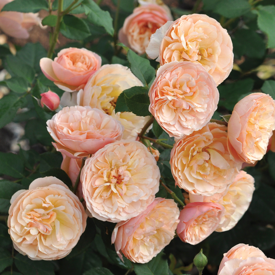 Proven Winners® Flavorette® Honey-Apricot Potted Rose Bush